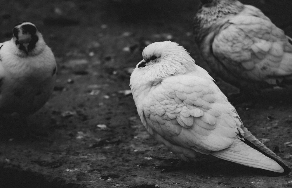 Photograph by Ольга Глущенко