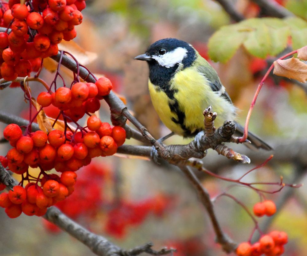 Photograph by Елена Гасенко