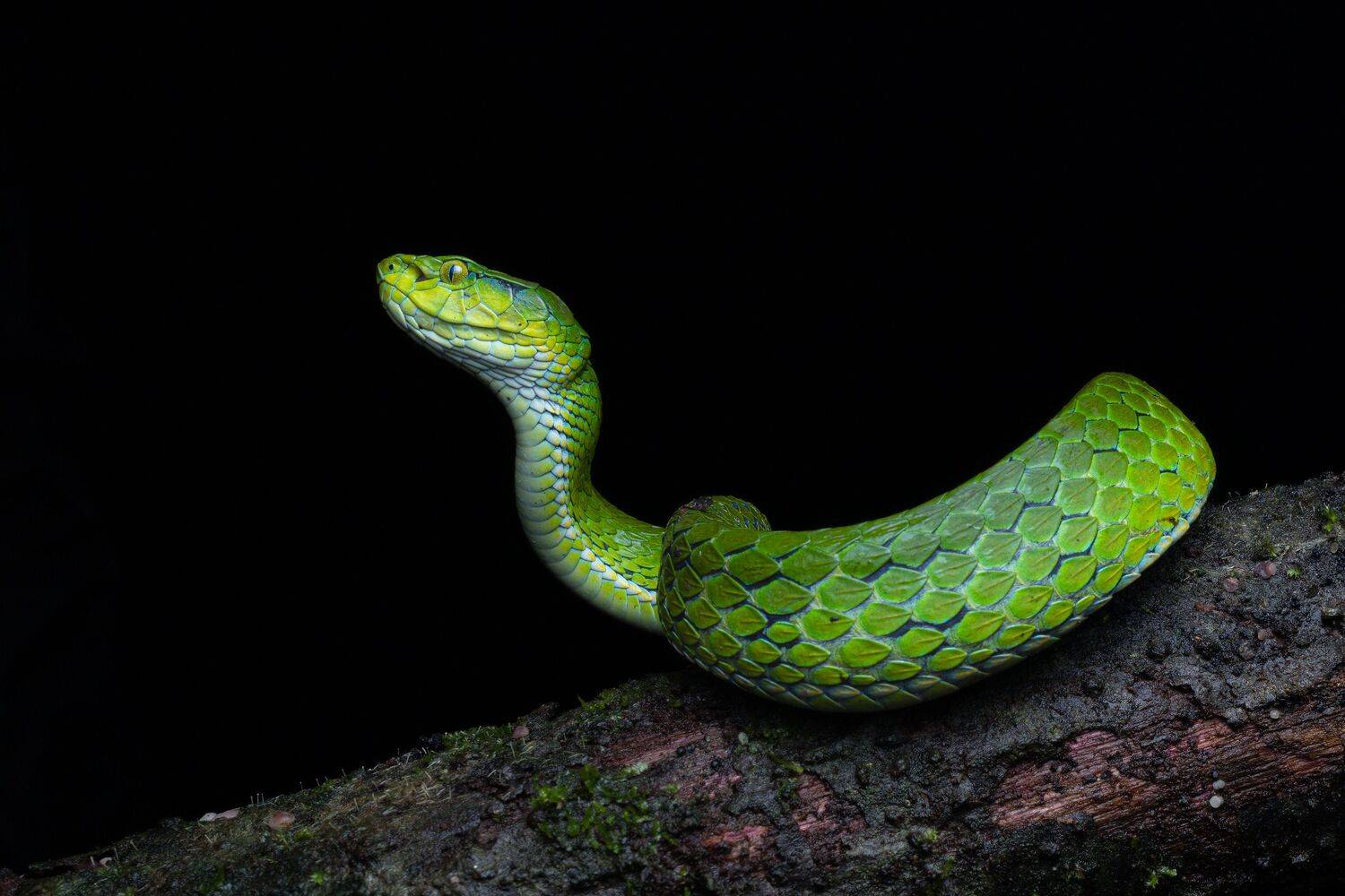 Large-scaled pit viper.