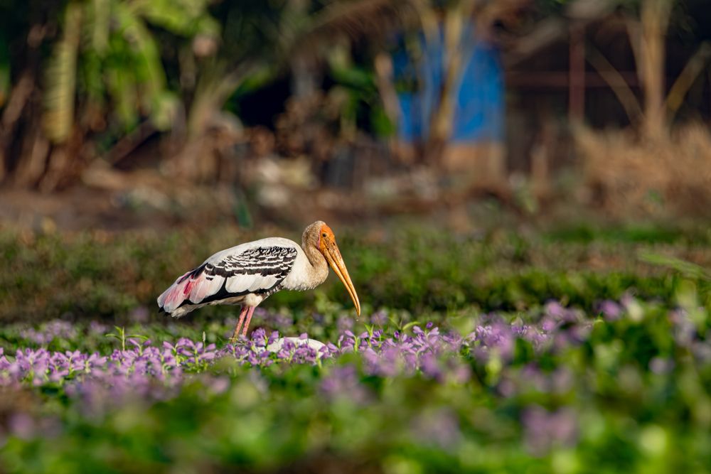 Photograph by Jayakrishnan