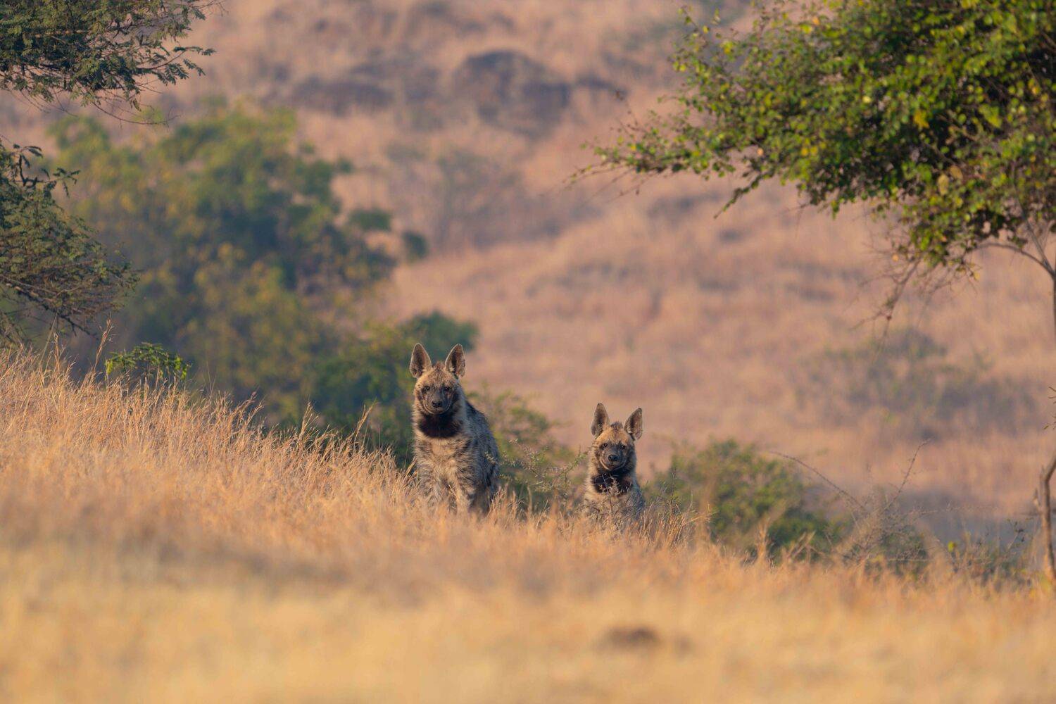 Small Cubs, Big Curiosity - Indian striped hyena