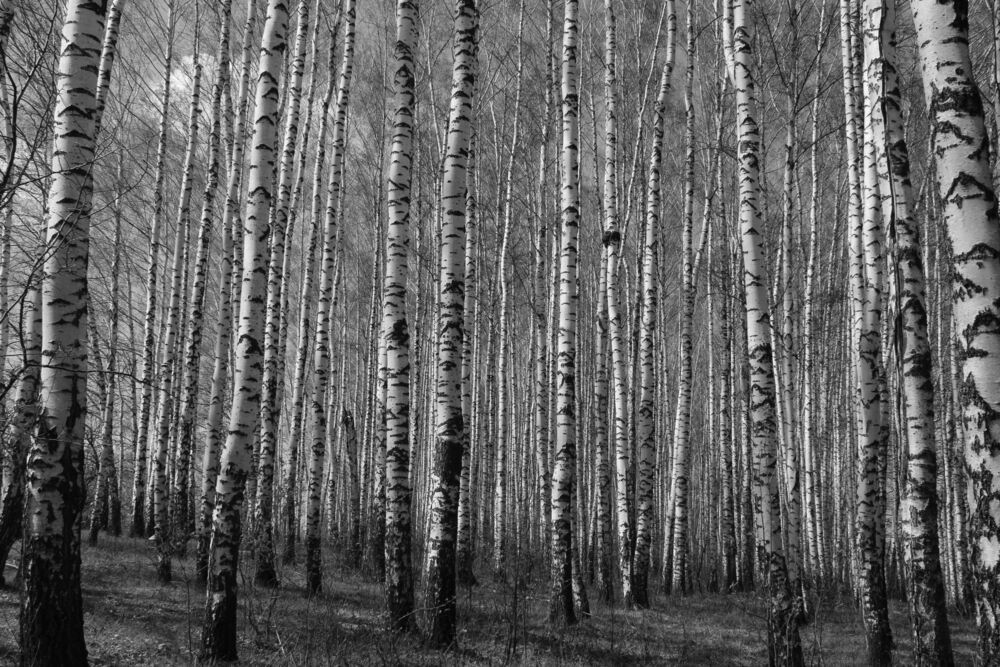 Фотография автора Елена Коробченко