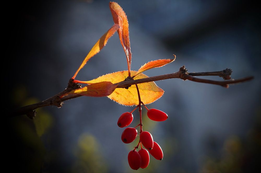 Photograph by Галина Кан