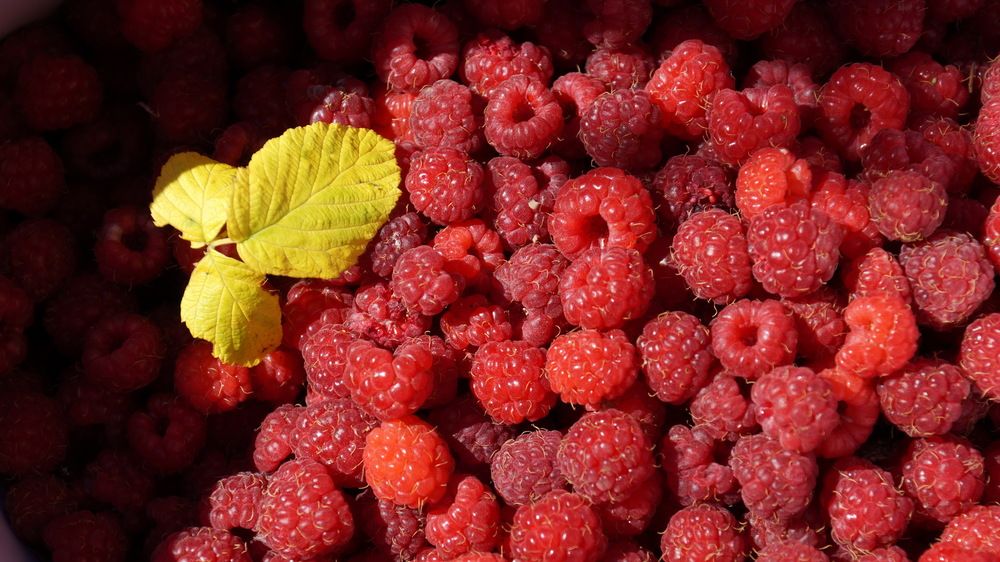 Photograph by Галина Кан