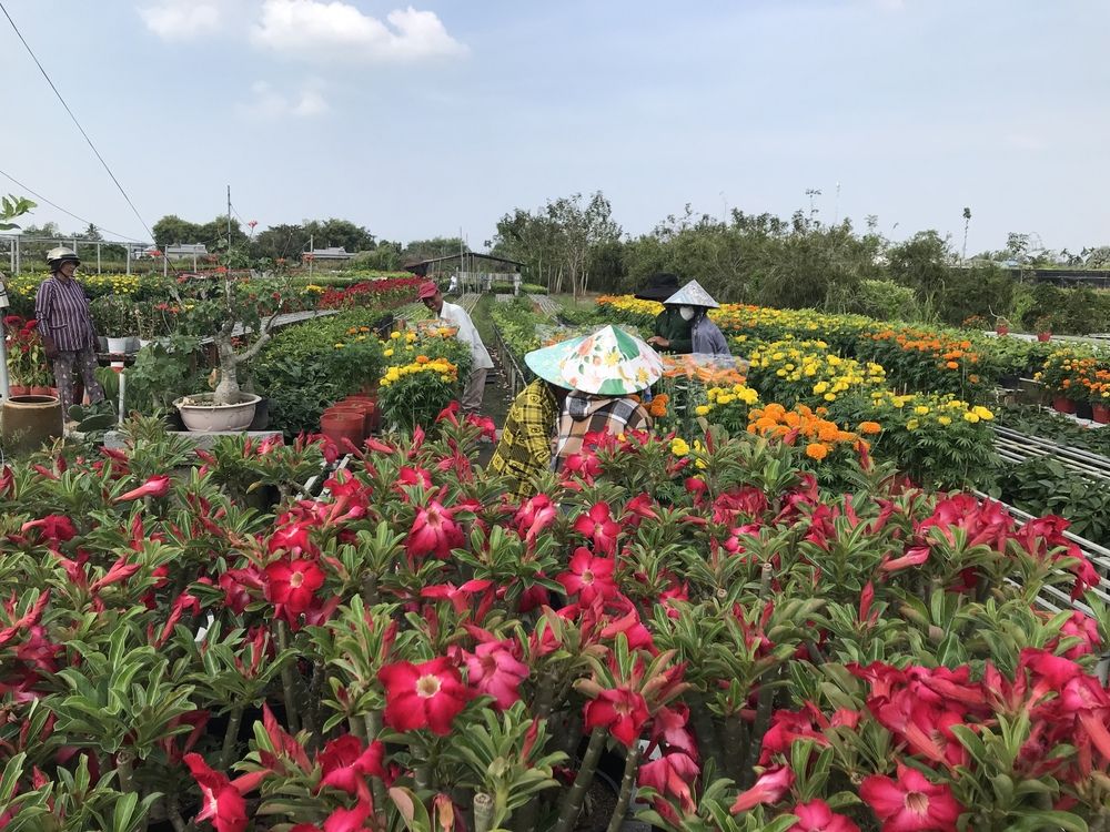 Фотография автора HIEU LIEM DO