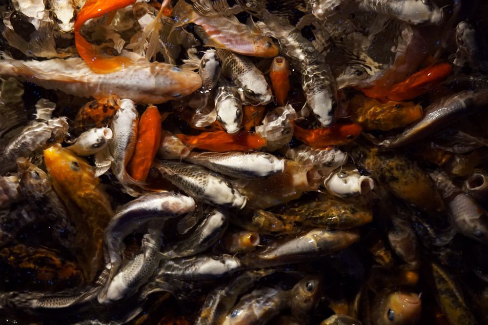 Photograph by Лена Максимкина