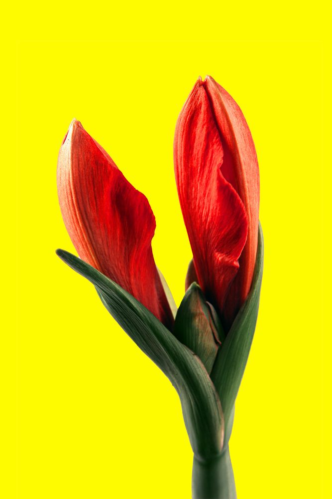 Фотография автора Elena Dementova