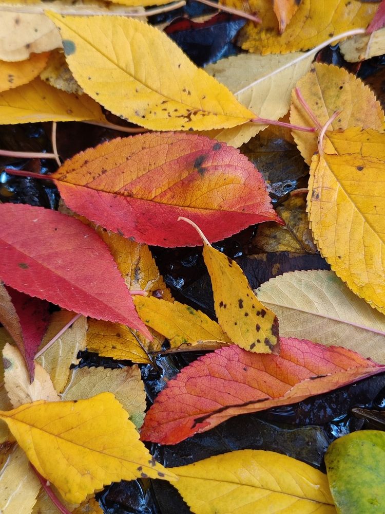 Photograph by Galina Novichkova