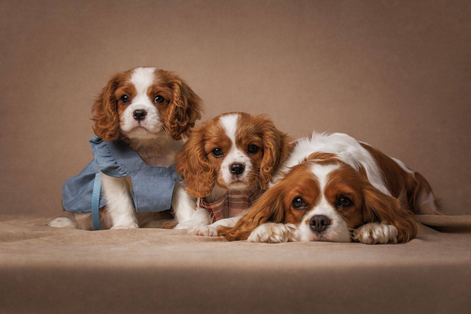 Фотография #13443781