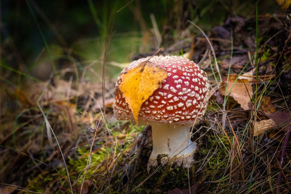 Photograph by Андрей Черкунов