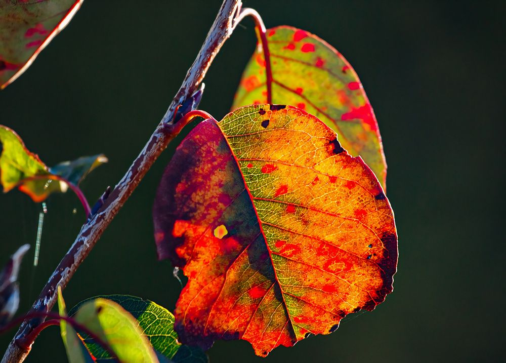 Photograph by Игорь Хрусталёв