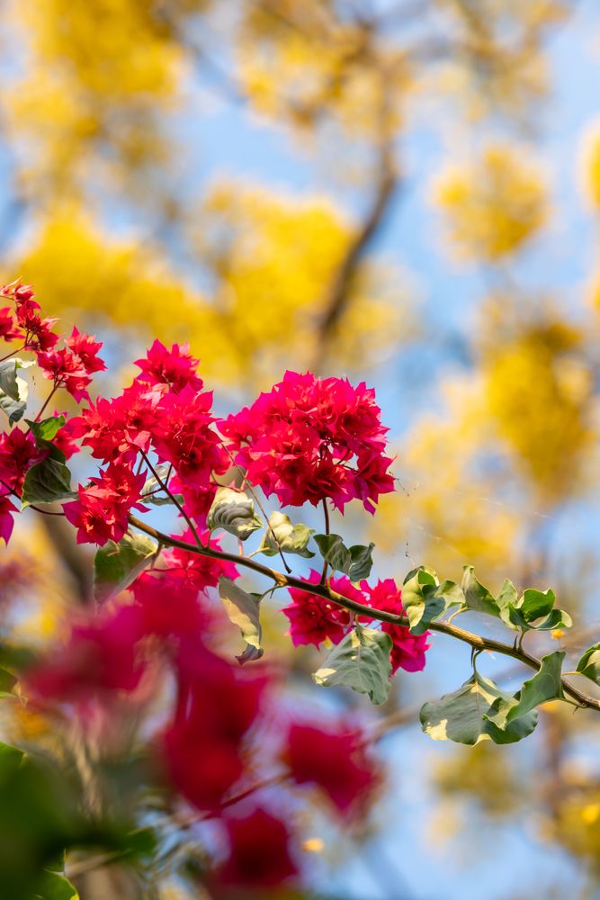 Photograph by Ngoc Hieu Bui