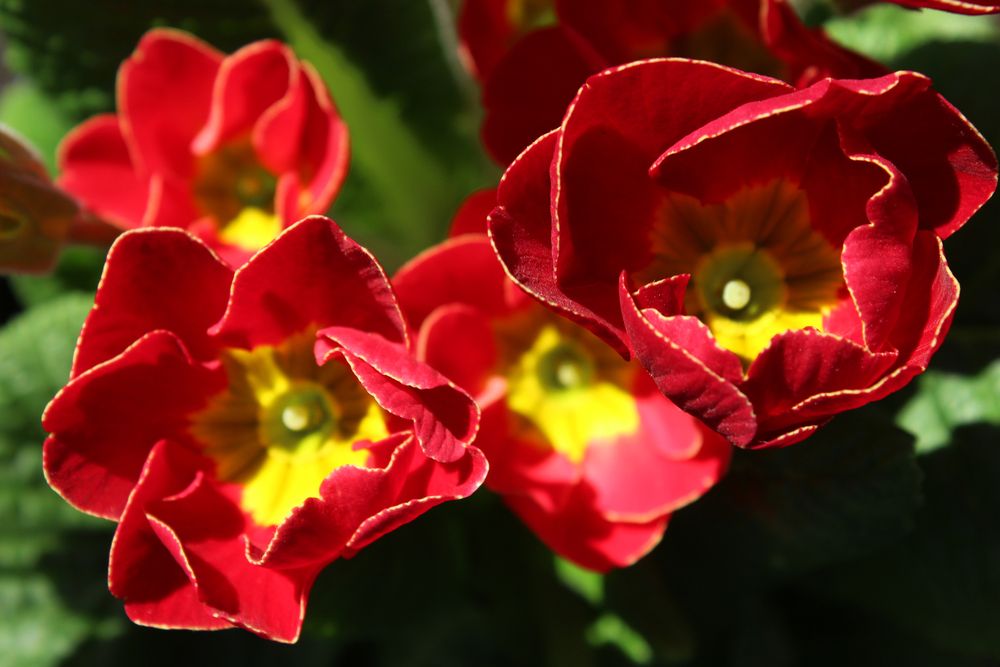 Photograph by Светлана Шубина