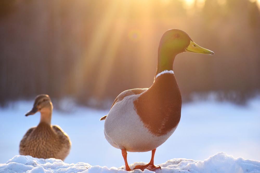 Утки на закате