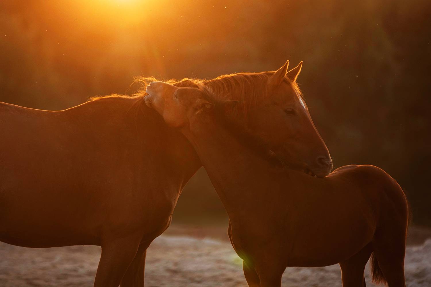 Фотография #13443965