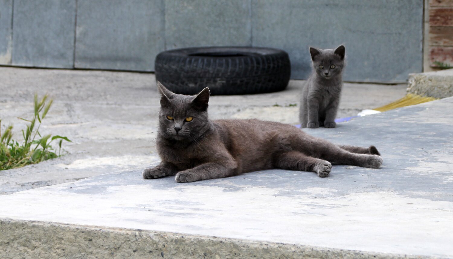 Photo #13444022