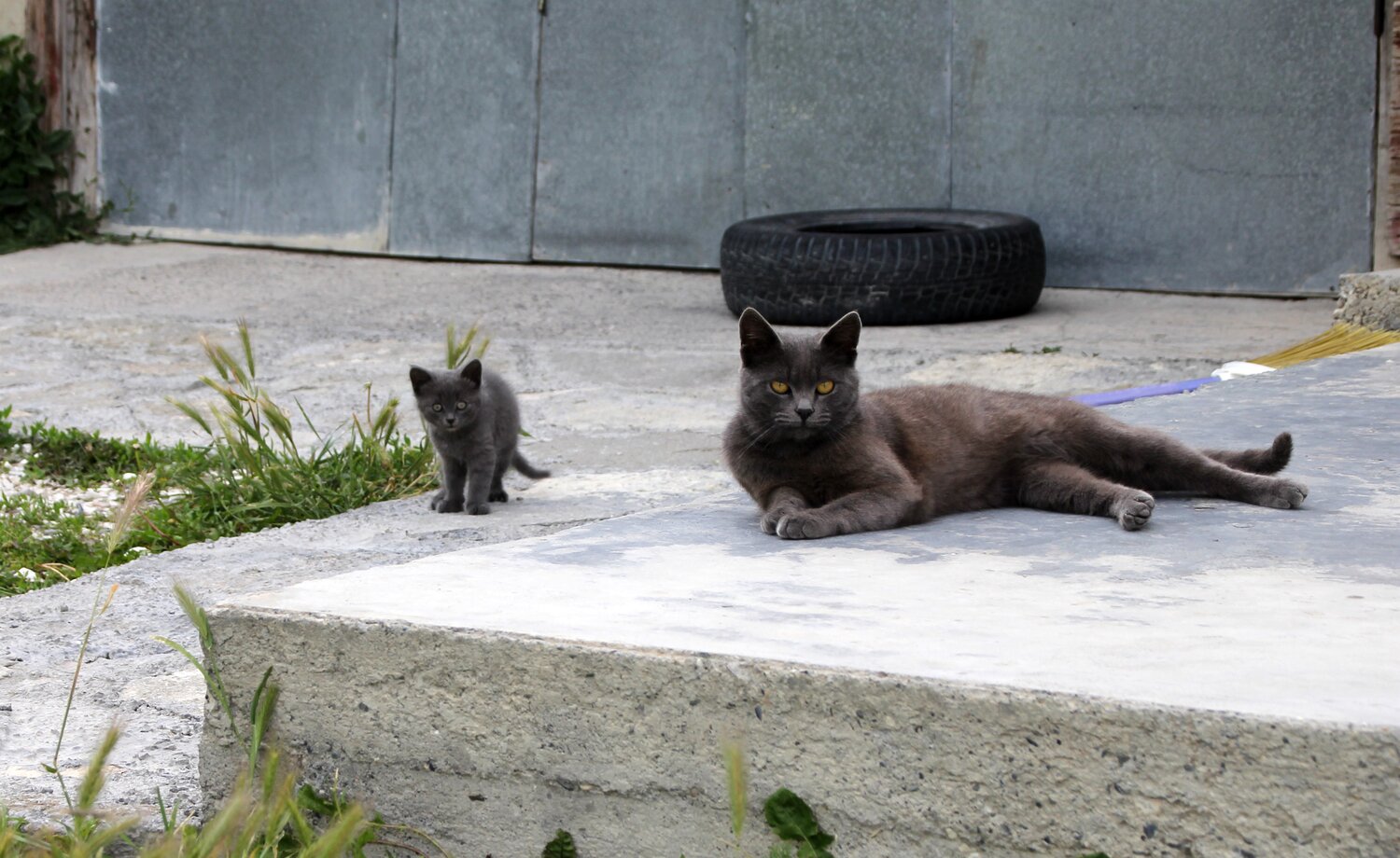 Photo #13444026