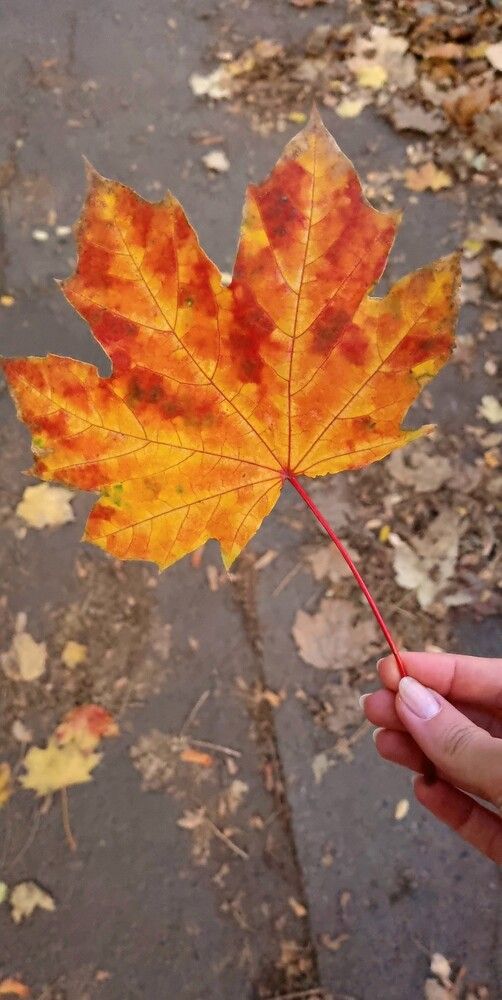 Photograph by Светлана Рыжих