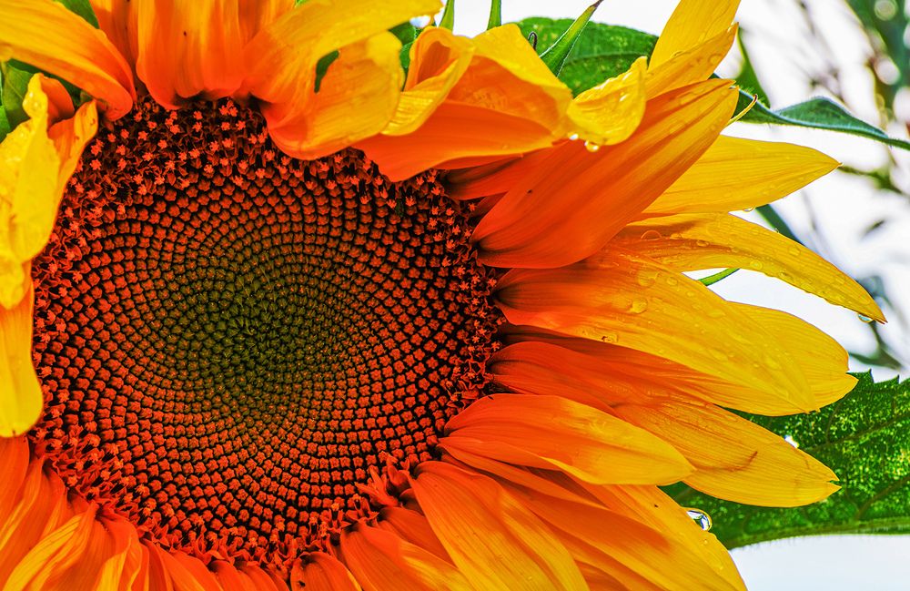 Photograph by Марина Шоркина