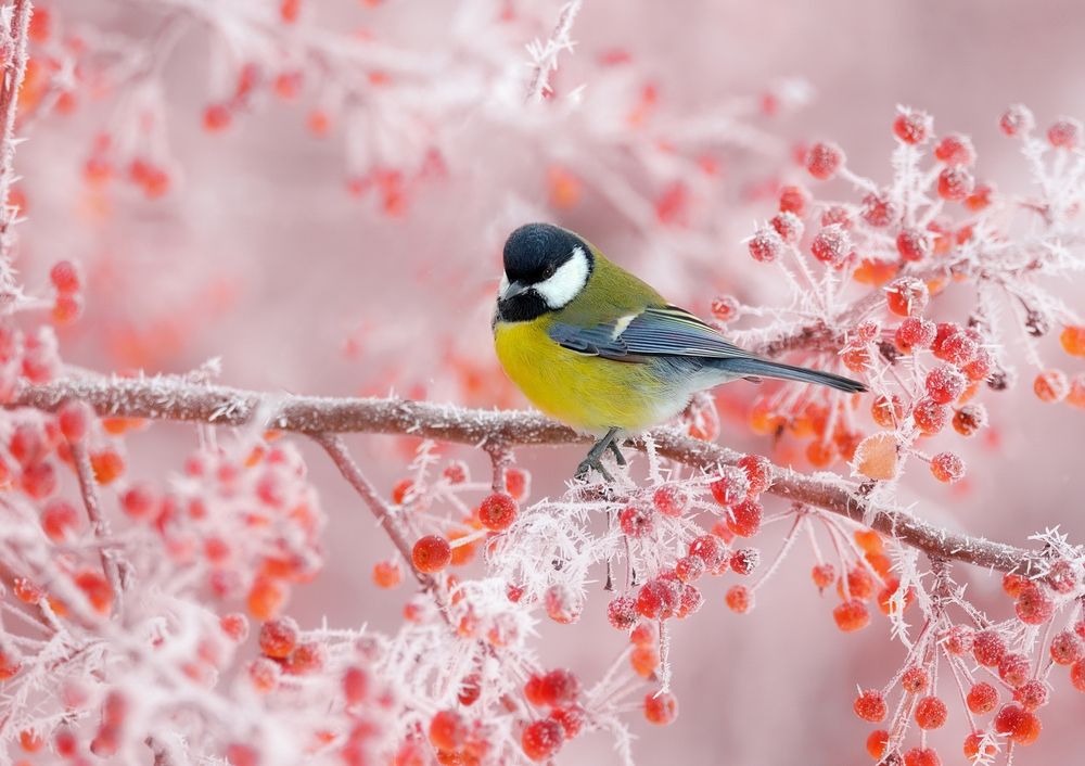 Photograph by vladilenoff