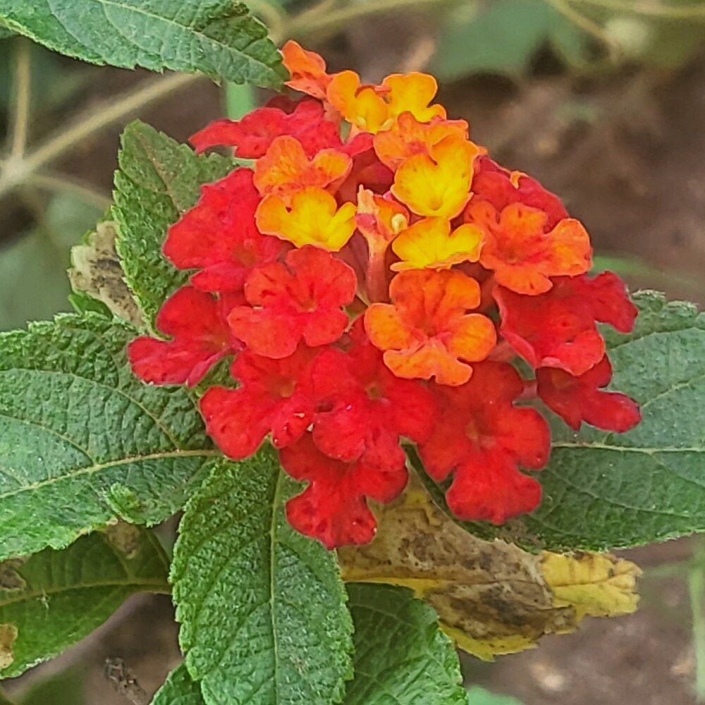 Photograph by Chithra menon