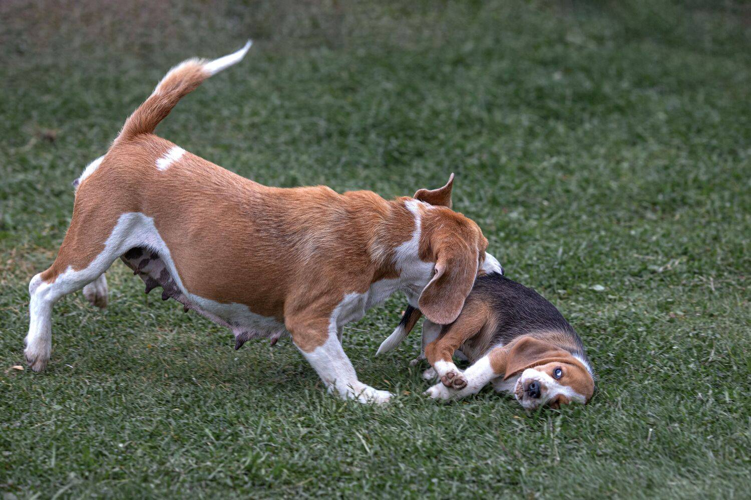 Фотография #13444525