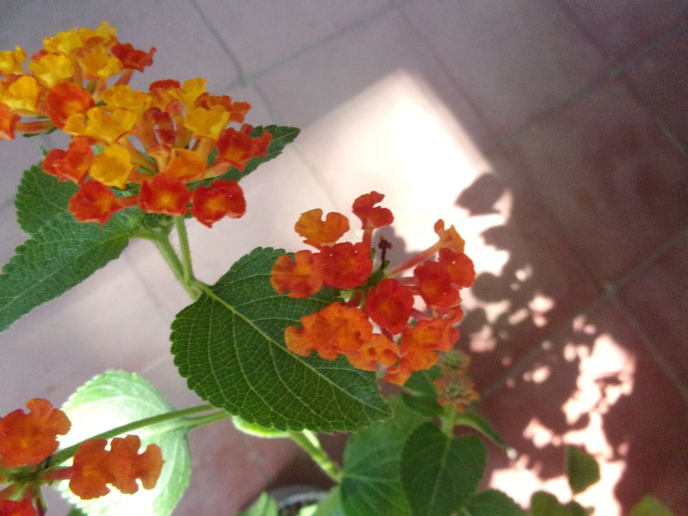 Macro flores rojas/amarillas.