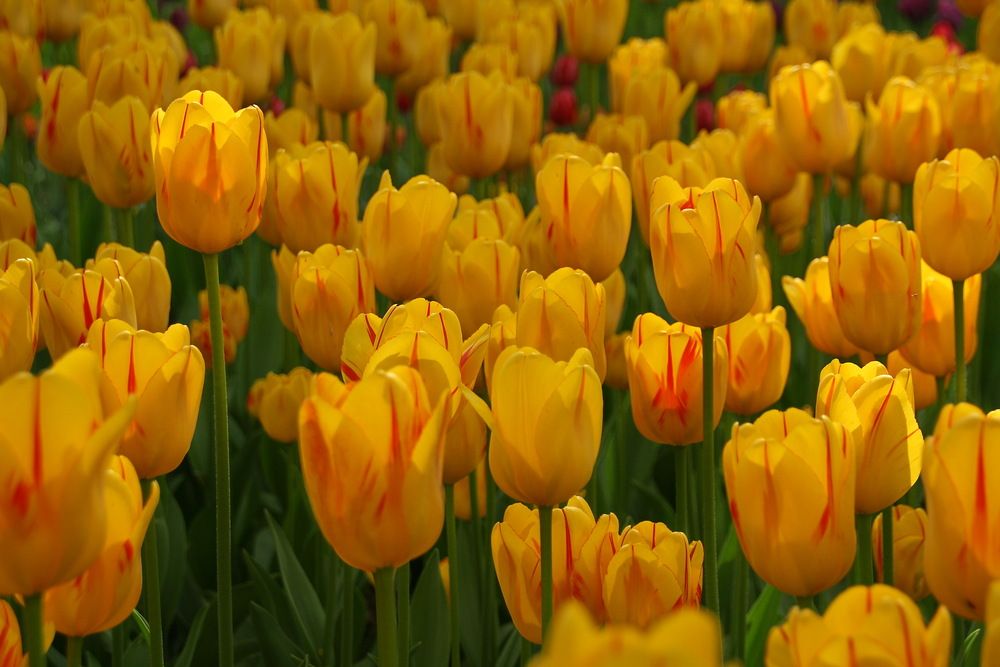 Photograph by Юрий Чистяков