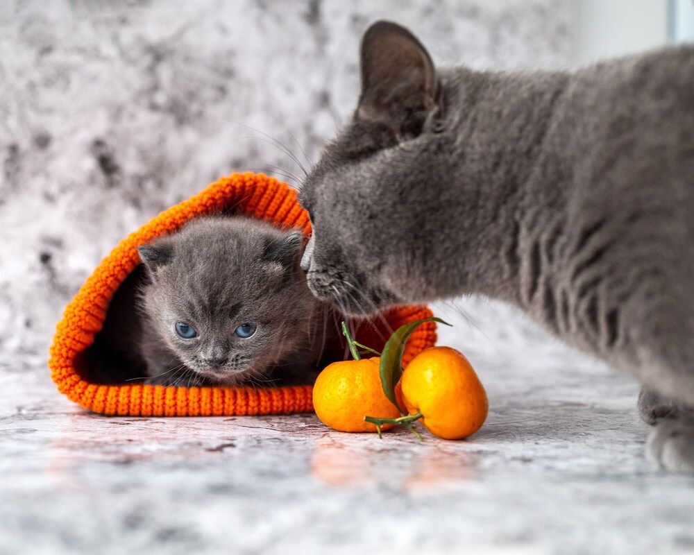 Photograph by Юлия Сидорова