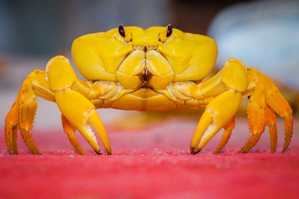 Photograph by Gustavo Zambon Dalbó