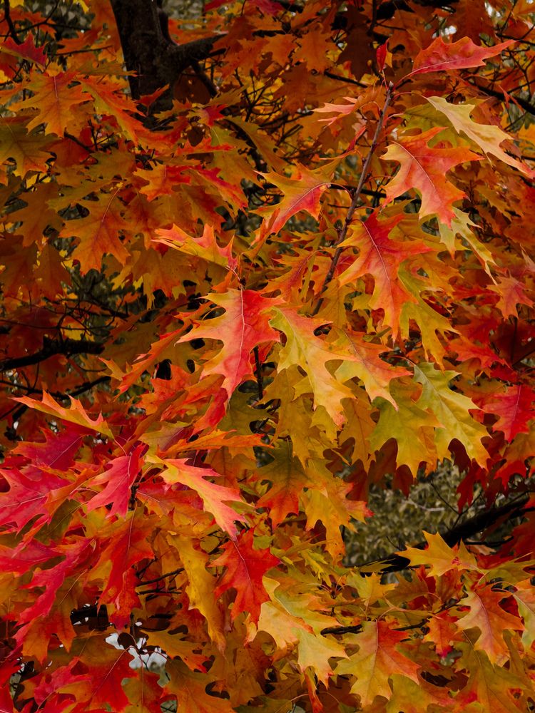 Photograph by Анастасия Терехова