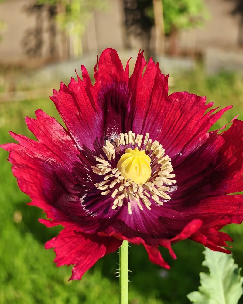 Photograph by OLga Piirainen