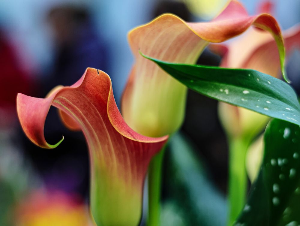 Photograph by Воронина Татьяна