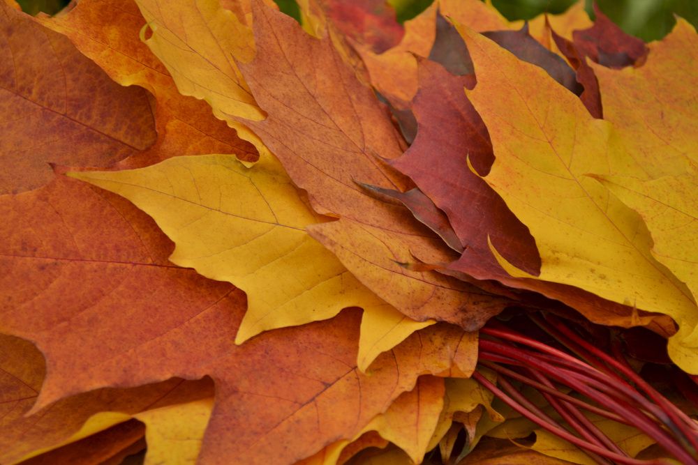 Фотография автора Елена Опалева
