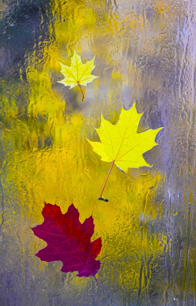 Фотография автора Елена Опалева