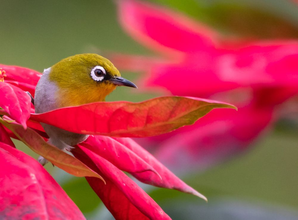 Фотография автора Vipin P C