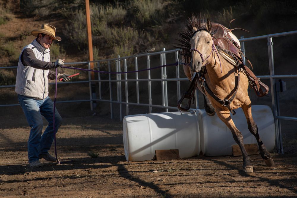 Masters of Equine Harmony