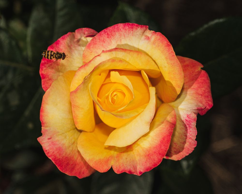 Фотография автора БОРИС БЕЛКАНИЯ