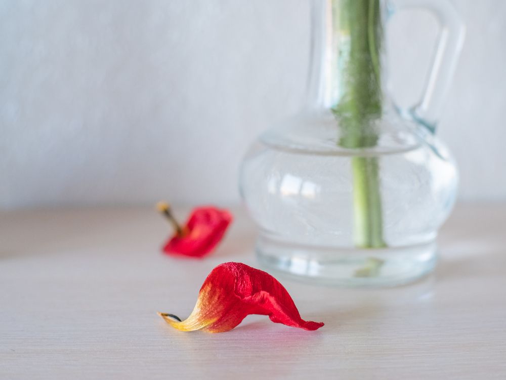 Фотография автора БОРИС БЕЛКАНИЯ