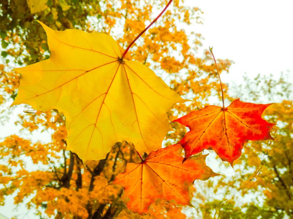 Фотография автора Игорь Сухаревич