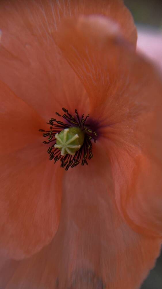 Photograph by Анна Кулакова