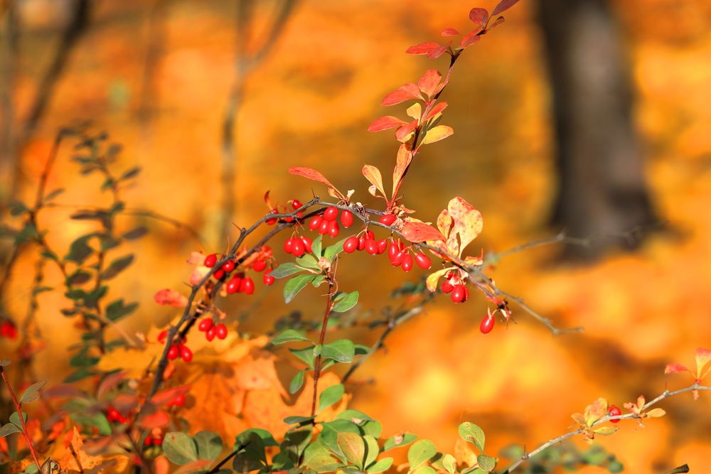 Photograph by Serge Halapin