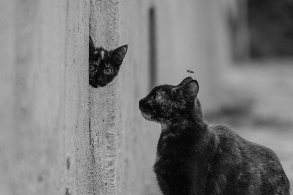 Photograph by БОРИС БЕЛКАНИЯ