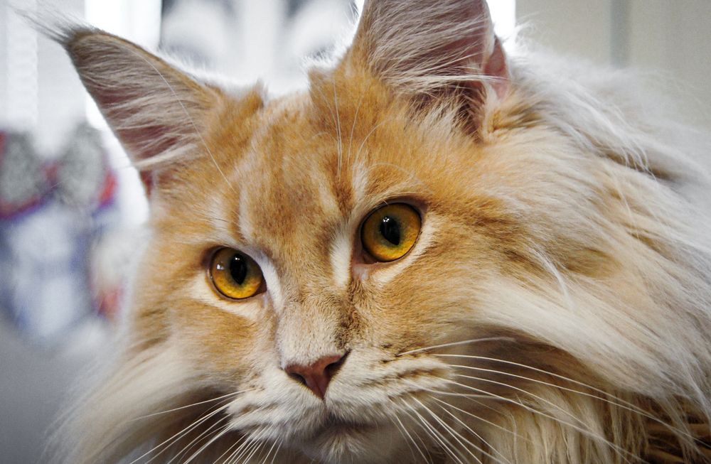 Фотография #13445733