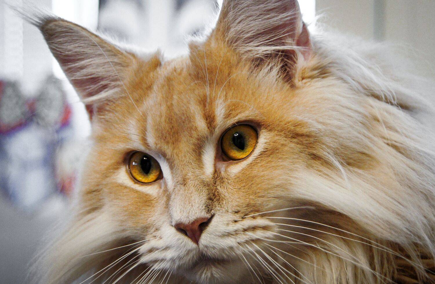 Фотография #13445733