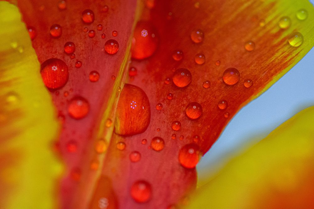 Photograph by Муза Латинская