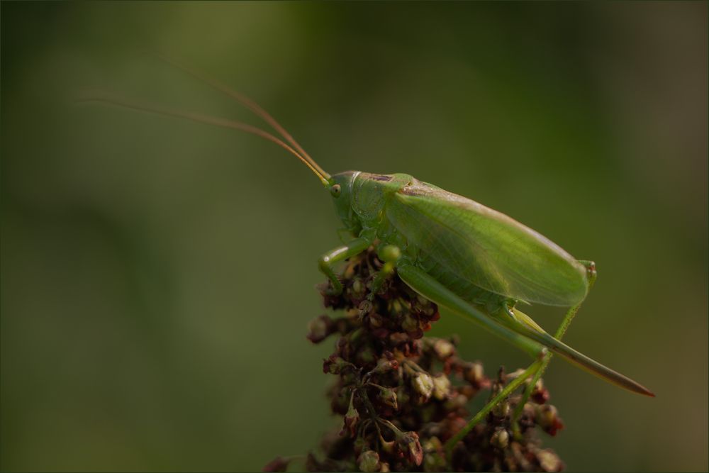 .. цветной туман искушения