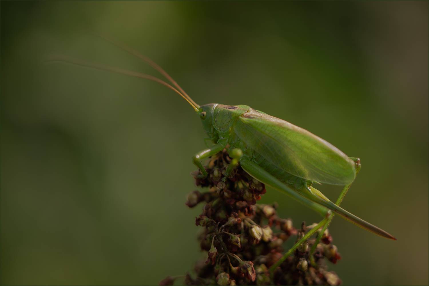 .. цветной туман искушения