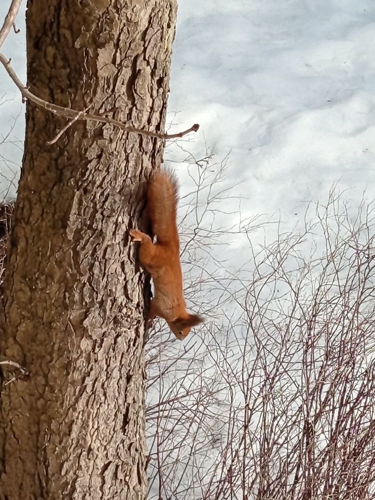 Мобильное фото