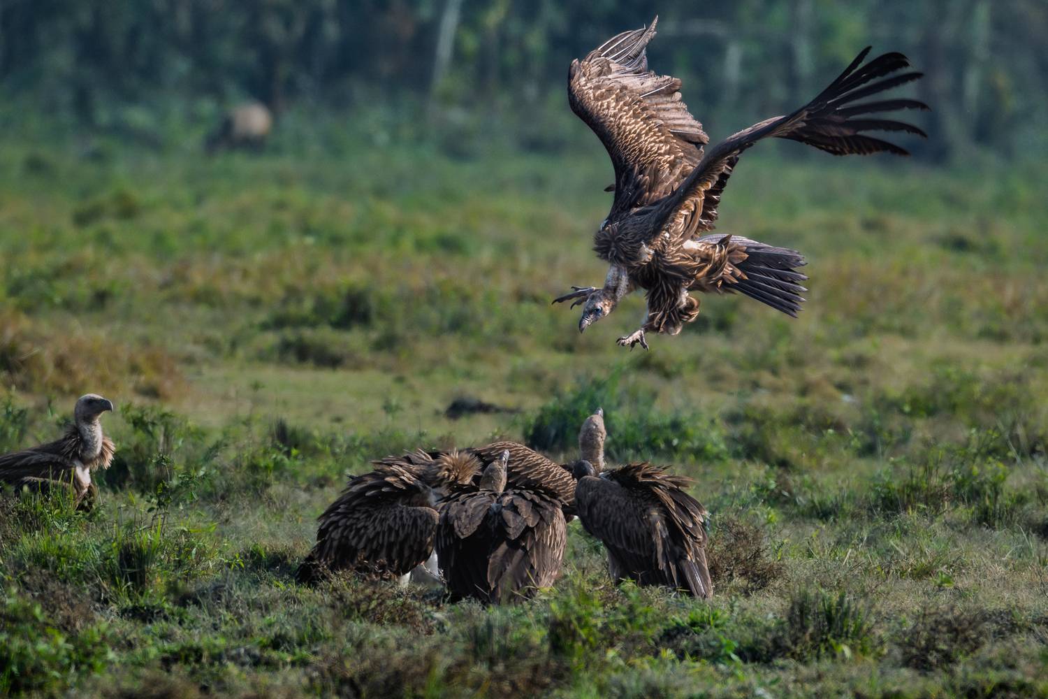Descent of the Scavenger King Descent of the Scavenger King